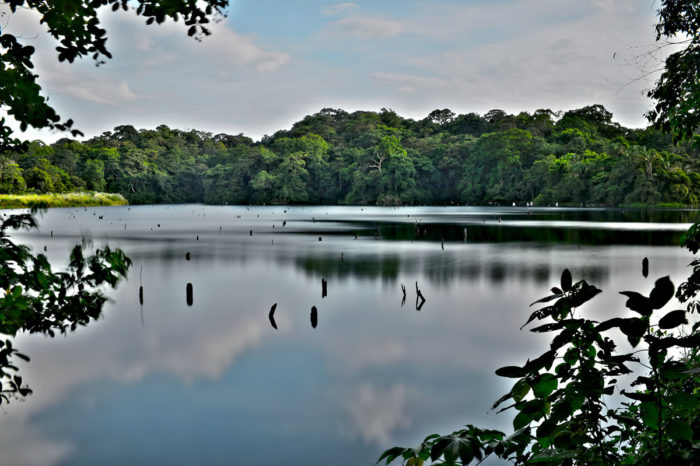 El pez sargento acaba con especies nativas en el lago Gatún