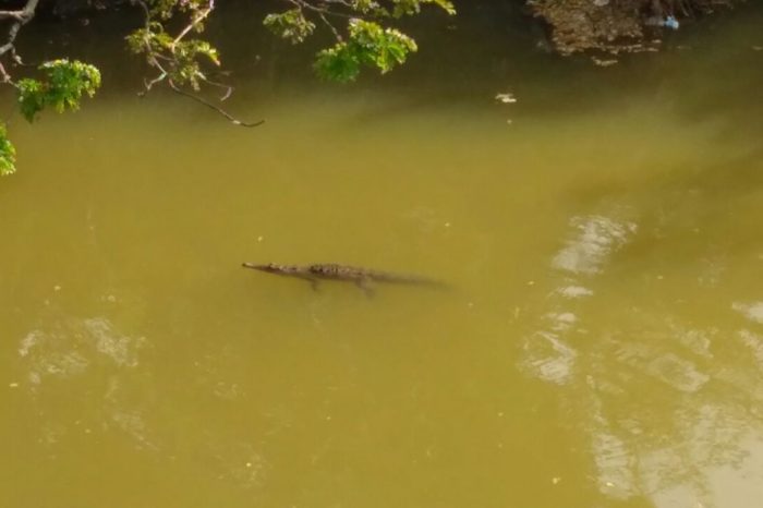 En Neiva, avistan caimán que se creía extinto