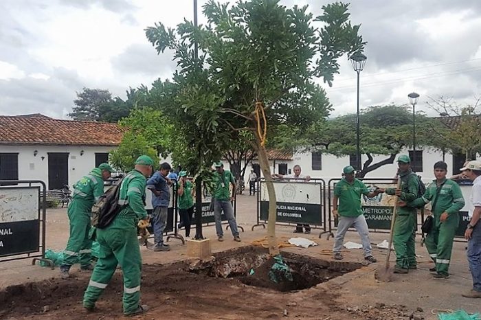 Comunidad de Girón siembra Caucho Guacarí