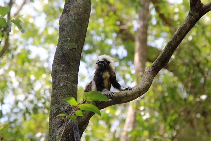 El adiós a Támara, la embajadora de los titíes cabeciblancos