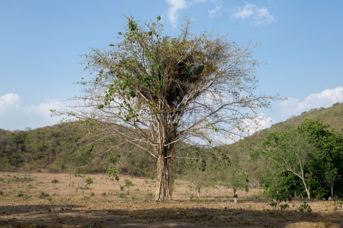 Deforestación pone en riesgo a más de 2900 especies