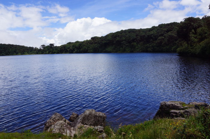Google y ONU Medio Ambiente crean alianza para monitorear ecosistemas