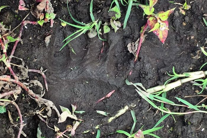 Piden a comunidad no hacer daño a oso andino y jaguar