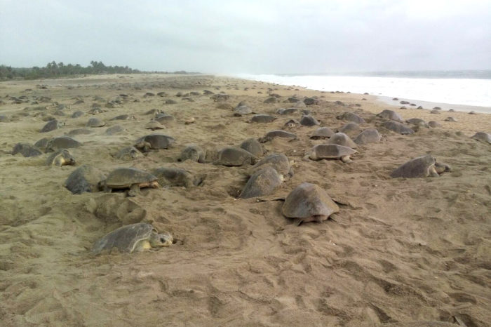 México recibe la mayor arribada de tortuga golfina
