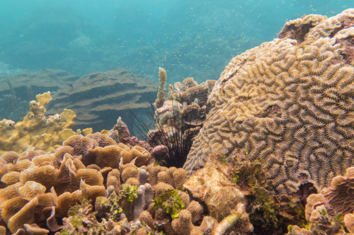 ©Valeria Pizarro / Ecomares