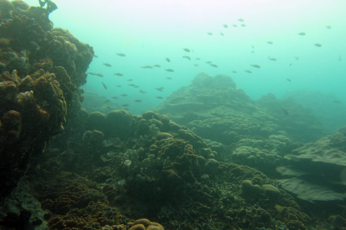 Arrecifes de coral no crecerán tan rápido como el nivel del mar