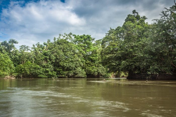 "El manglar es mi complemento": Ignacia de la Rosa