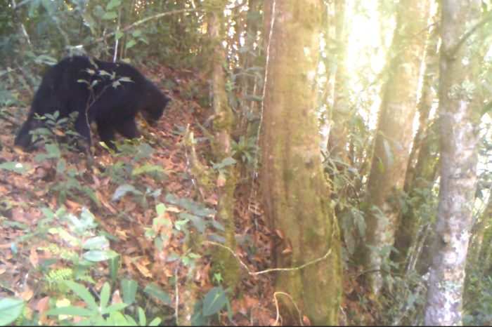Primer registro de oso andino en la cuenca alta del río Las Ceibas, Huila