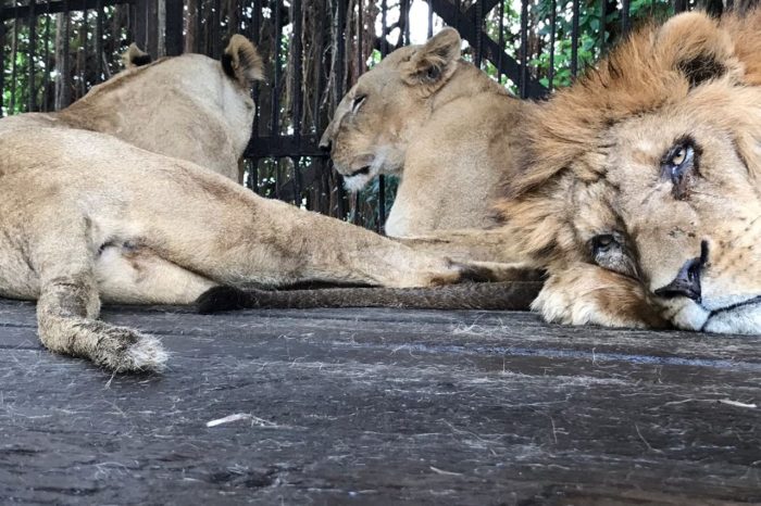 En México cuidarán a seis leones que hicieron parte de un circo