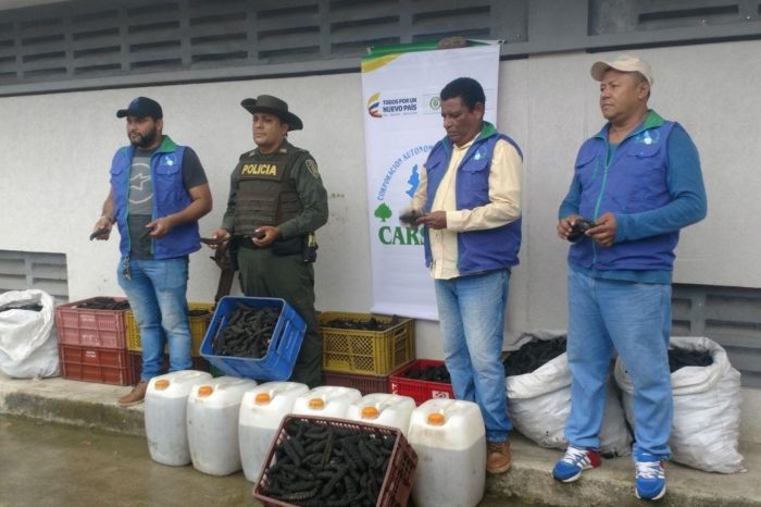 Hallan laboratorio para el tráfico de pepinos de mar, en Sucre