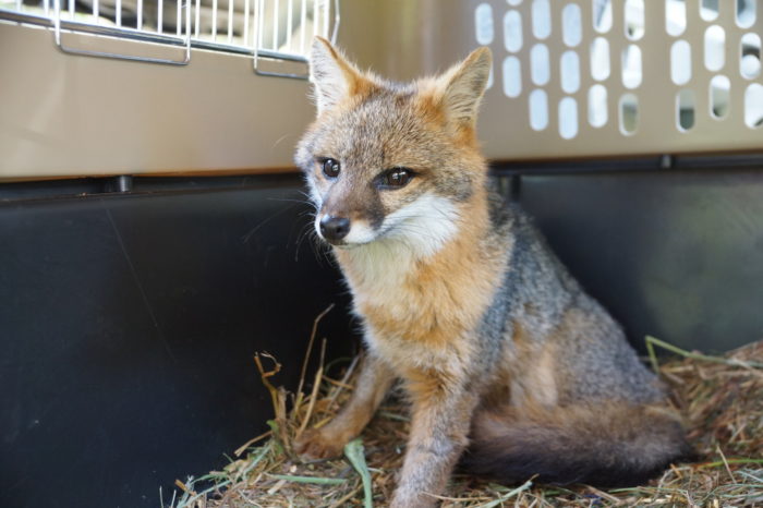 Liberan a un zorro en Santa María, Boyacá