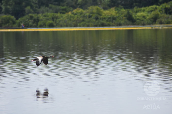 Ciénagas El Sapo-Hoyo Grande conforman nueva área protegida en Antioquia