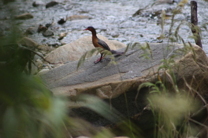 Pato de torrente aparece en la cuenca alta del río Las Ceibas, en Neiva