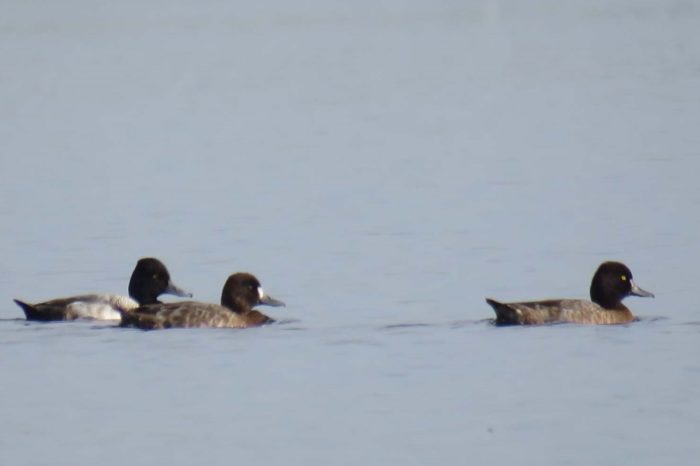 Reaparecen aves y anfibios que hacía décadas no se veían en el sur del país