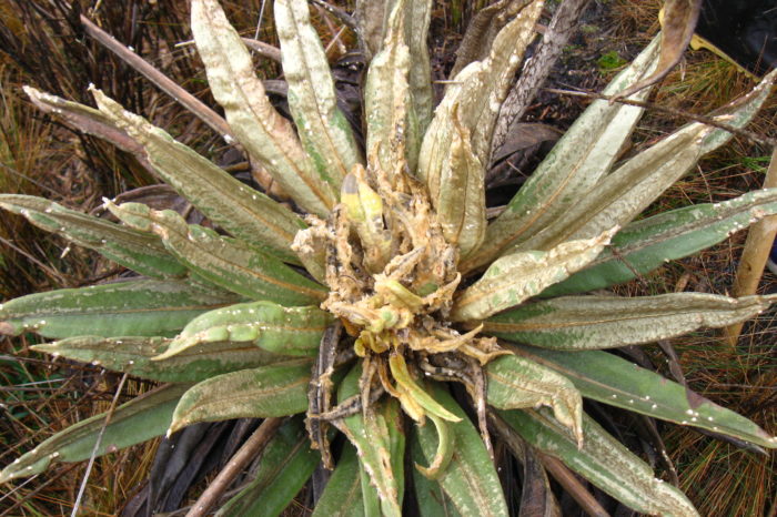 Alerta por ataque de insectos y hongos a frailejones de cinco páramos