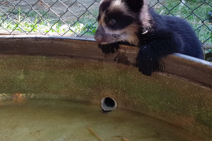 Avanza rehabilitación de oso de anteojos en Antioquia