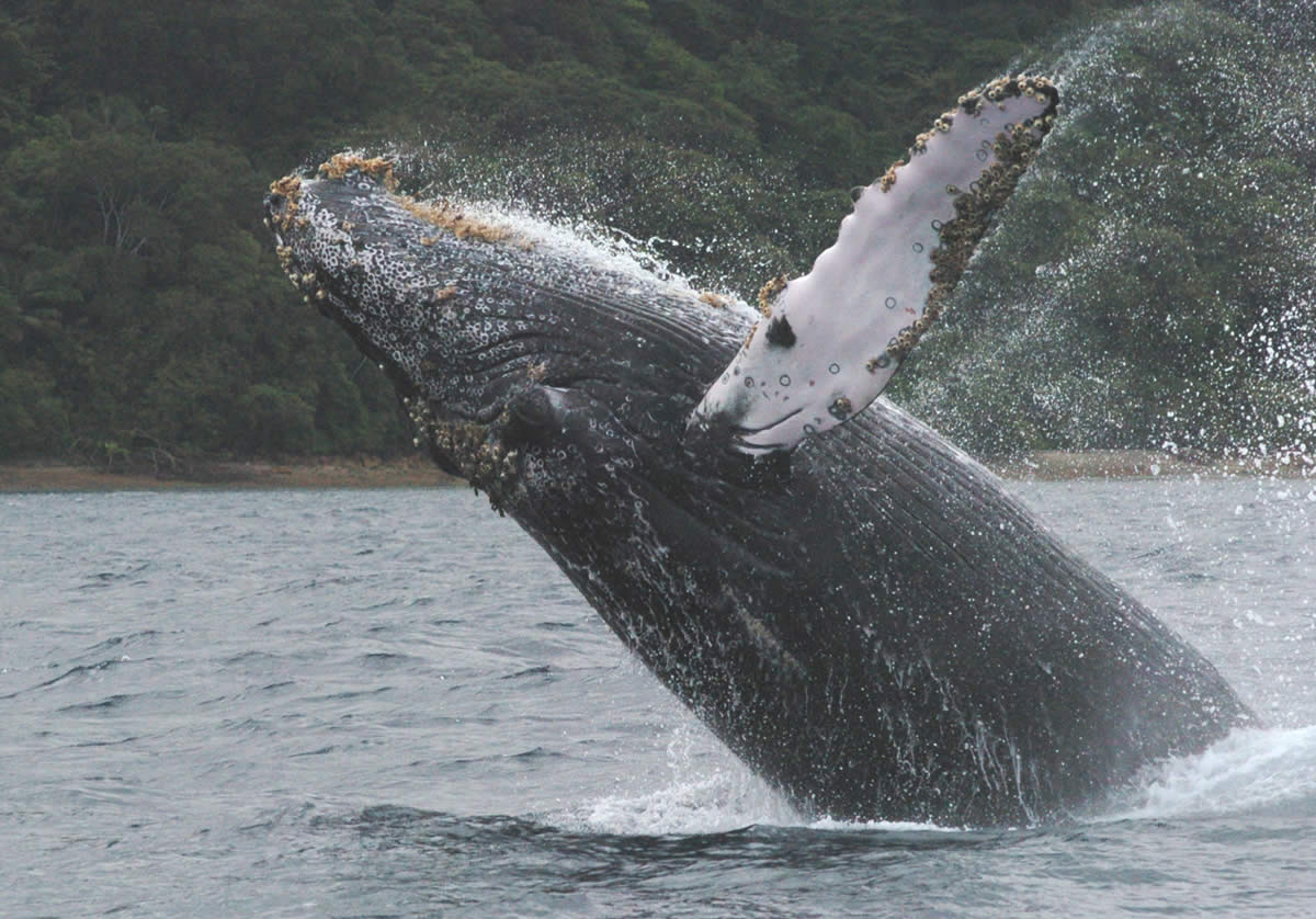 Ballenas pacíficas, no depredadoras