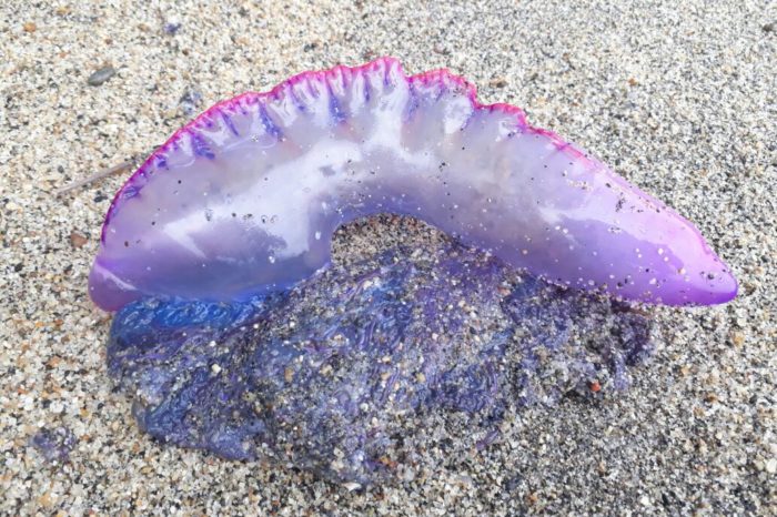 ¡Cuidado con la fragata portuguesa!