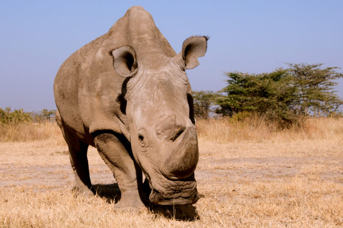 Adiós al último rinoceronte blanco del norte que quedaba sobre la tierra