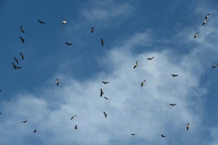 Al Tolima llegan ilustres visitantes