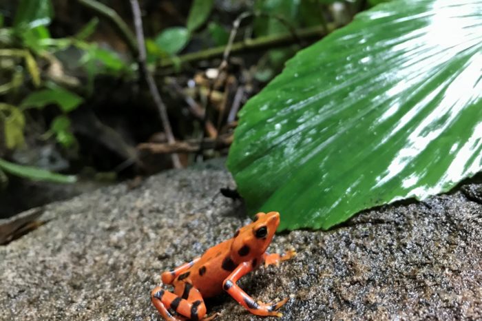 Con transmisores estudian ranas arlequines que fueron liberadas en Panamá