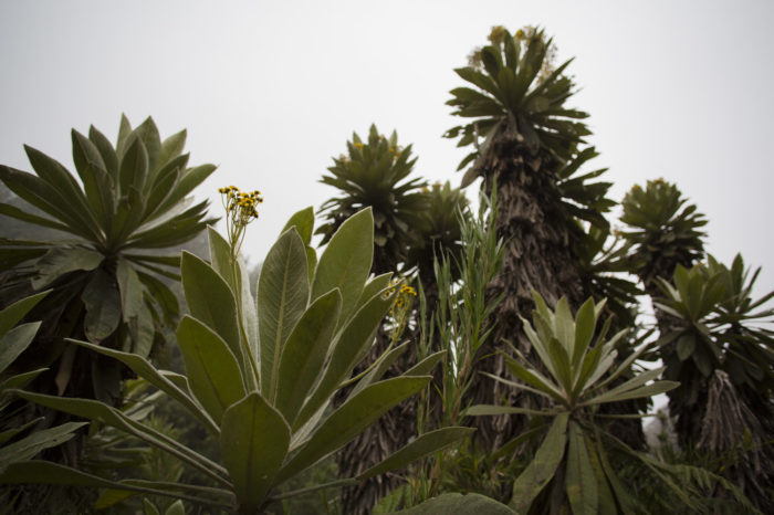 Crean en Boyacá el primer banco de semillas nativas del país