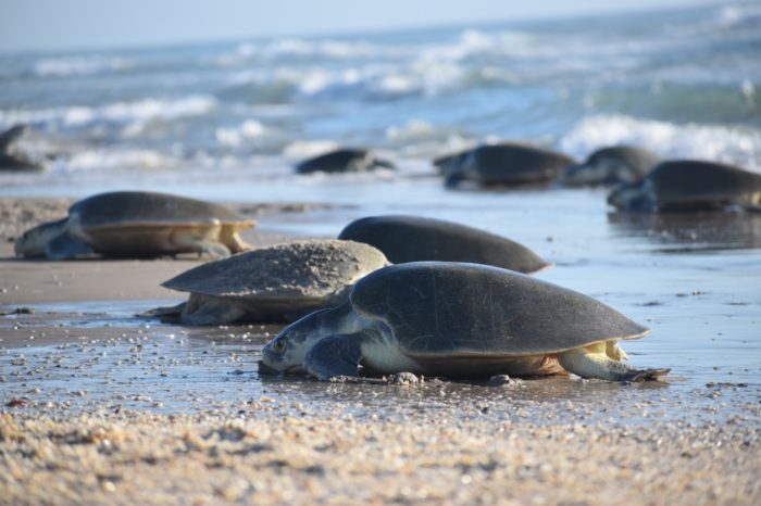 México registra la mayor arribazón de tortuga lora desde 2011