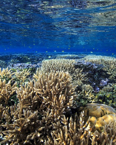 Corales en el Océano Pacífico.  ©Tane Sinclair-Taylor