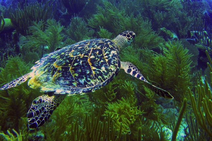 Cartagena: ¿Servirá el cierre de Playa Blanca para salvar a la tortuga Carey?