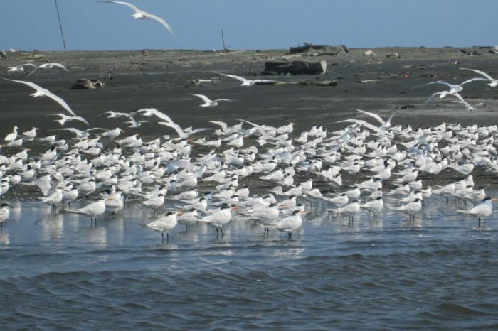 Las amenazas que enfrenta la Vía Parque Isla de Salamanca
