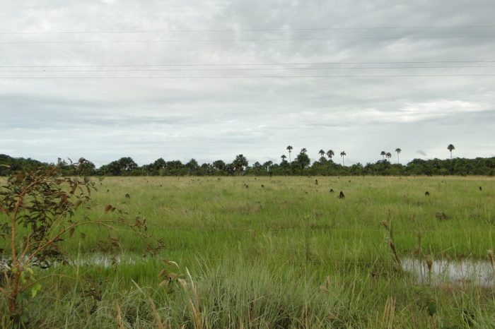 Investigadores crearon alianza por las sabanas de la Orinoquia colombiana