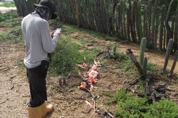 Venezuela: aumenta la caza de especies silvestres y animales de zoológico