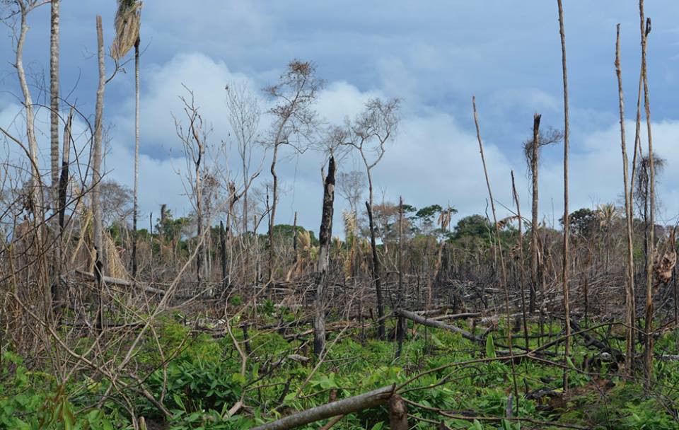 Esta ya es una imagen típica de pérdida de bosque en la Amazonía y en algunos lugares del Pacífico colombiano. Foto: Fundación para la Conservación y el Desarrollo Sostenible (FCDS).