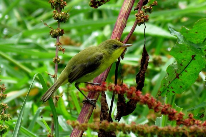 Encontraron al doradito lagunero, ave en peligro crítico de extinción