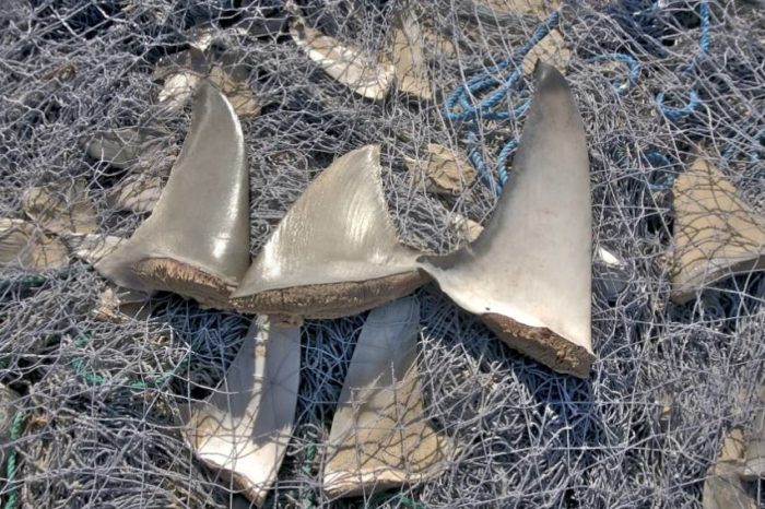 Comercio de aletas pone en riesgo a tiburones de Brasil