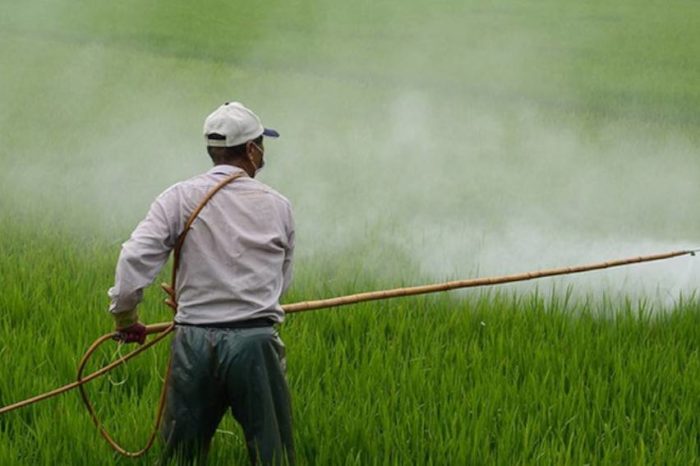 Relacionan pesticidas con aumento de cáncer de colon