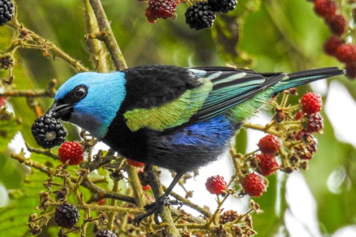 El llamado de la ONU a conservar la vida silvestre