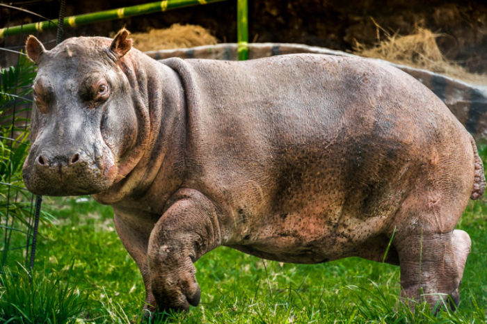 Hipopótamos: legado narco que impacta al Magdalena