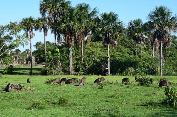 Uno de los últimos grandes morichales será protegido