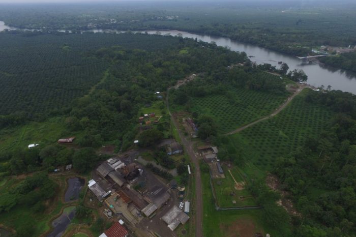La palma puso en jaque a la biodiversidad del Pacífico