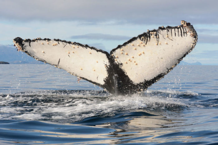 "Retiro de Japón de CBI podría ser buena noticia para las ballenas”