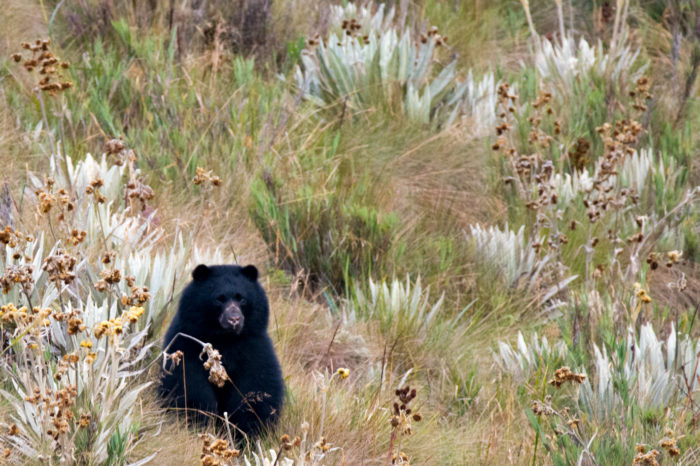 Oso andino habita en 22 de las 62 áreas protegidas nacionales