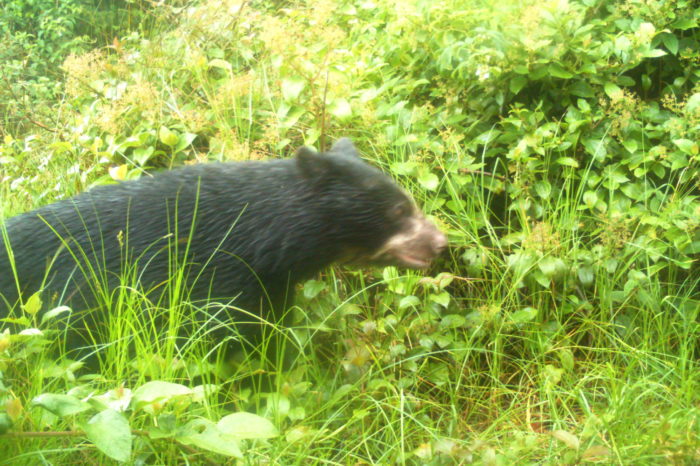 Osos en el Huila: antes eran cazados, ahora los captan en cámaras trampa