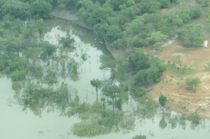 Día Mundial de los Bosques