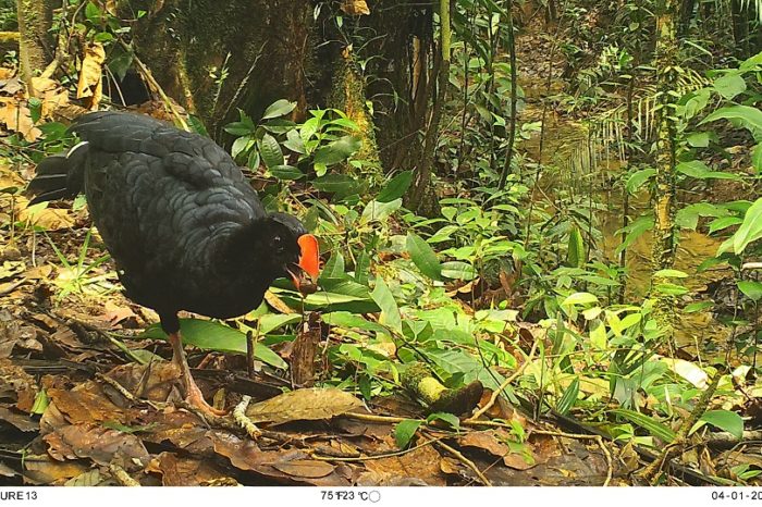 Cámaras trampa revelaron la fauna del Parque Nacional Río Puré