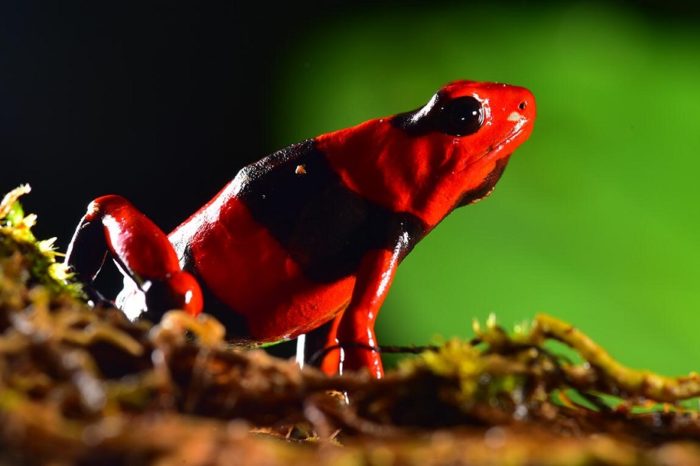 Reproducen en laboratorio 29 ranas venenosas, críticamente amenazadas