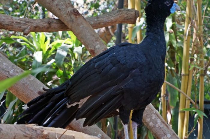 Intentan salvar de la extinción al paujil de pico azul