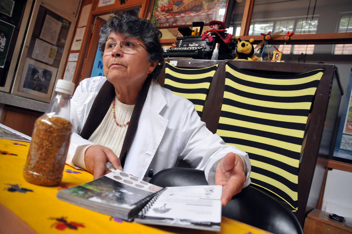 “Apis mellifera no se va a extinguir, abejas silvestres están en mayor riesgo”