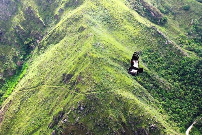 Tres décadas de la primera liberación de cóndores