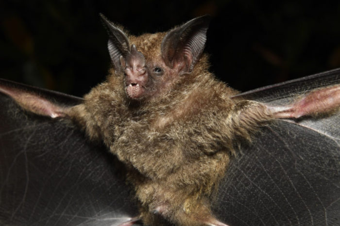 Sinchi entrega resultados sobre la expedición BioApaporis